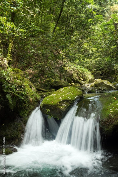 Fototapeta 森の中の苔むした岩の段差を落ちる沢
