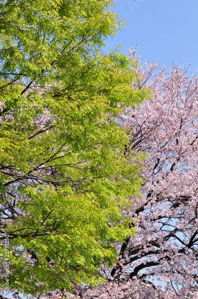 Fototapeta 新緑と桜