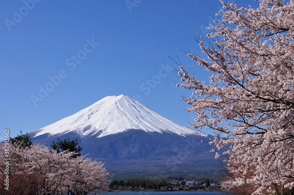 Fototapeta 富士と桜