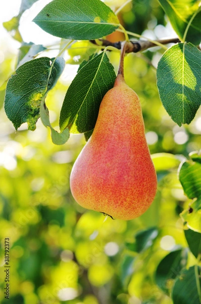 Obraz Czerwona gruszka