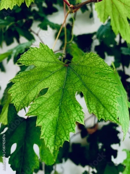 Fototapeta green leaves of a tree