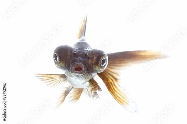 Fototapeta telescope fish