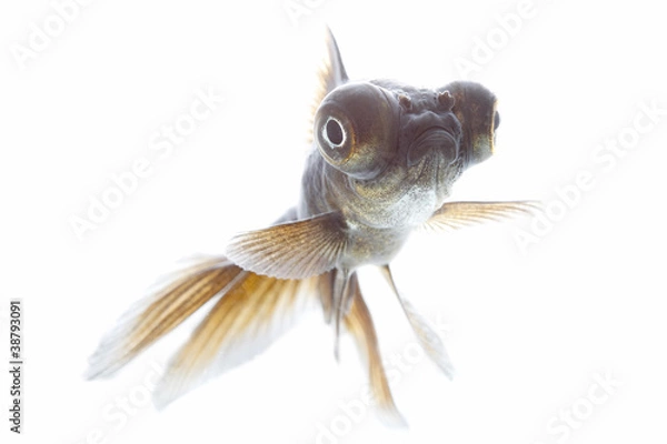 Fototapeta telescope fish