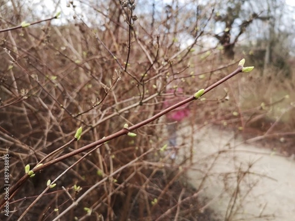 Obraz grass in the wind