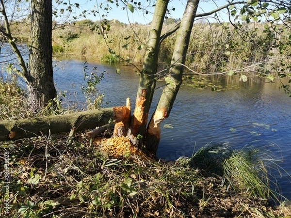 Obraz river in the forest