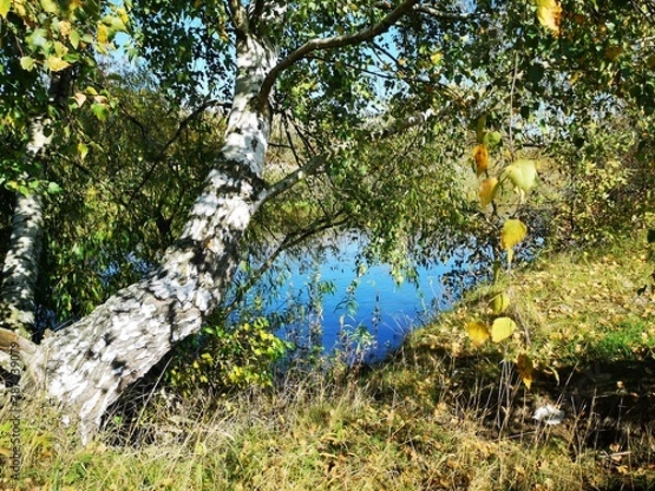 Obraz tree in the park