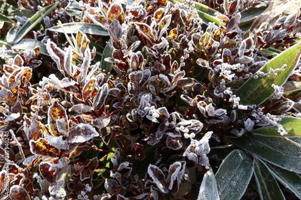 Fototapeta 霜がついた草 (霧氷) ～秋から冬へ～