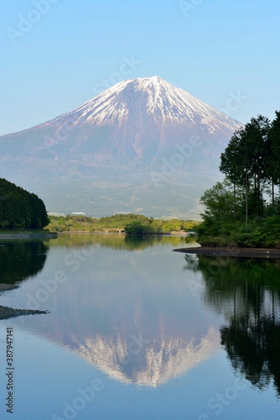 Fototapeta 富士山と田貫湖