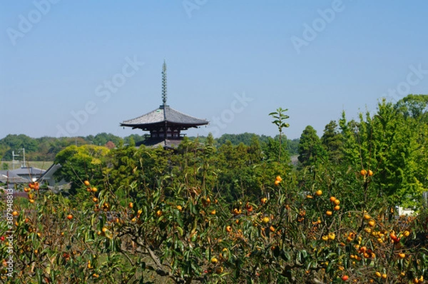 Fototapeta 柿畑と法輪寺