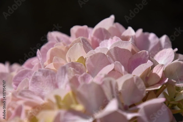 Fototapeta Hortensia