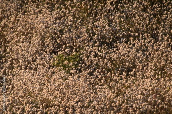 Obraz close up of texture