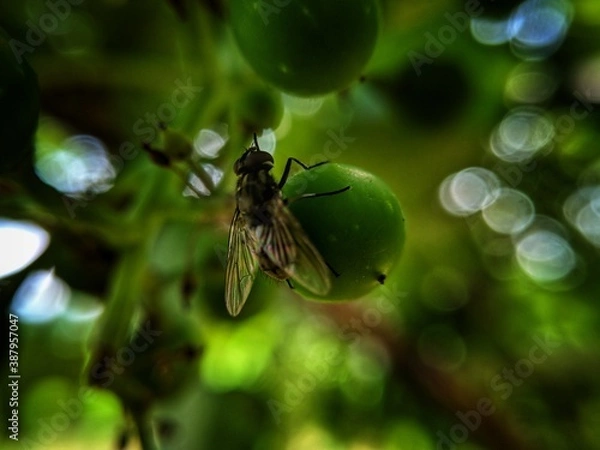 Obraz fly on leaf