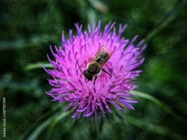 Obraz bee on a flower