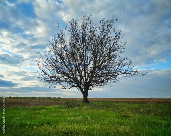 Obraz tree on a field