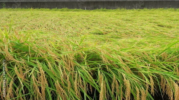 Obraz 豊作の田圃風景