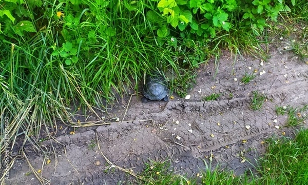 Obraz Черепашка turtle in the grass