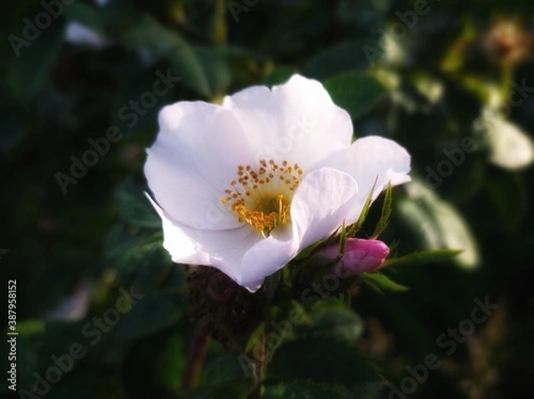 Obraz pink rose flower