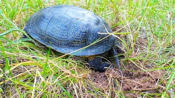 Obraz turtle in the grass