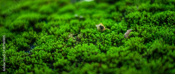 Obraz moss