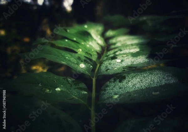 Obraz leaf in the rain