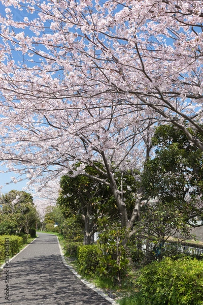 Fototapeta 引地川緑道（藤沢市辻堂大平台付近） 