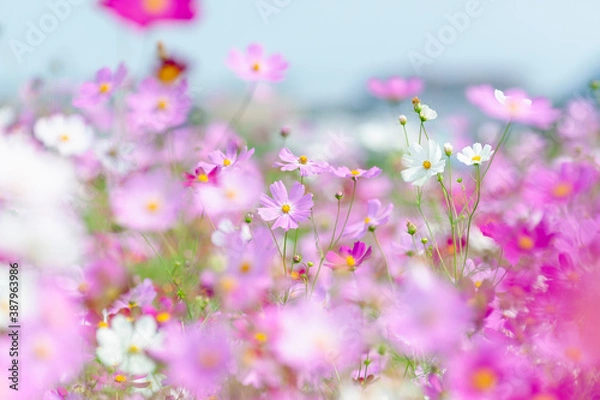 Obraz コスモス畑