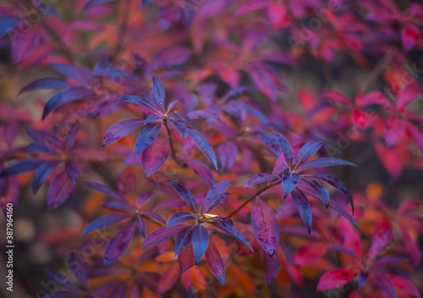 Obraz autumn leaves background