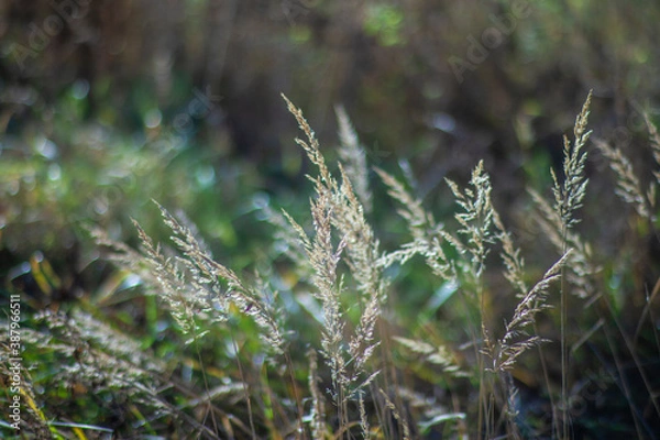 Obraz grass in a field