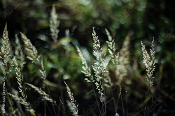 Obraz web on the grass