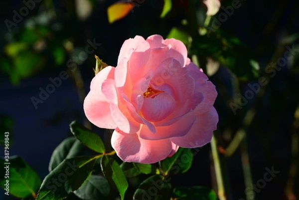 Fototapeta ピンク系のバラ