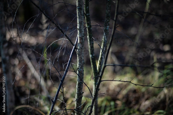 Obraz branches in the field