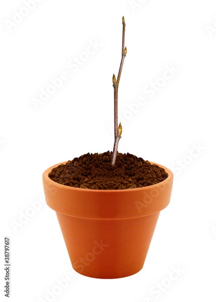 Obraz small branch with buds