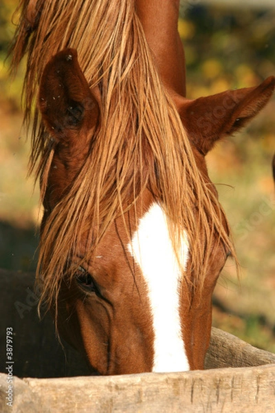 Obraz Karmienie koni