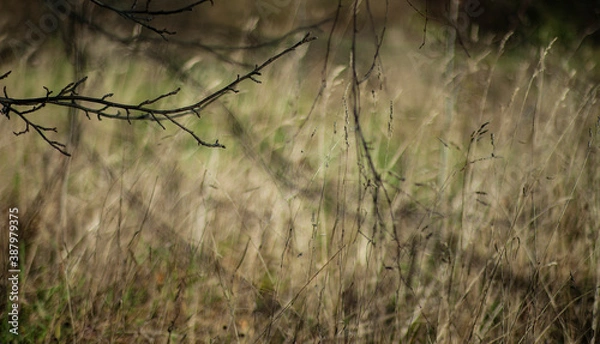 Obraz abstract nature