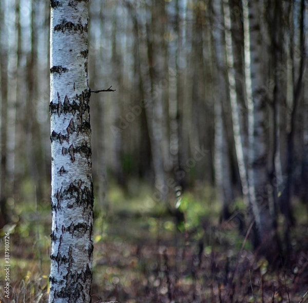 Obraz birch forest 