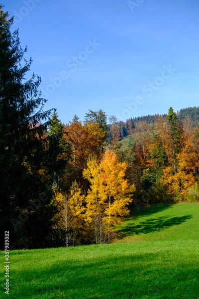 Fototapeta Herbstlichter
