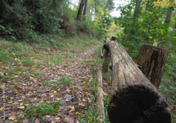 Obraz pathway in the forest fall season