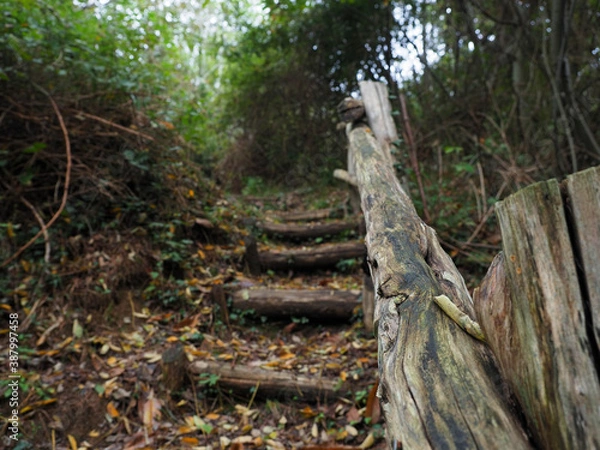 Obraz stair in a forest pathway