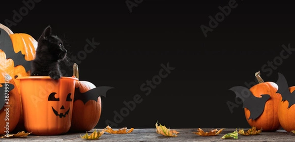 Fototapeta Writeable Halloween consept. An adorable black kitten sitting in halloween trick or treat bucket looking inside the picture with pumpkins and bats isolated on gray background.