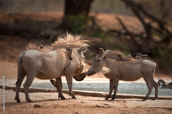 Obraz Wharthog's in the wild