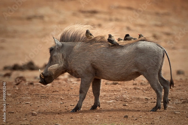 Obraz Warthog's in the wild