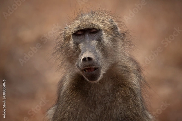 Obraz aboon in the wild