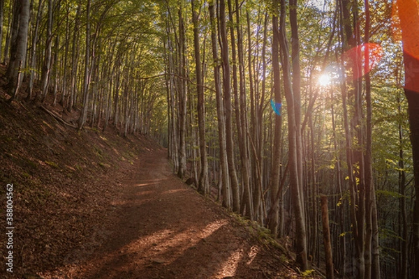 Fototapeta path in the forest