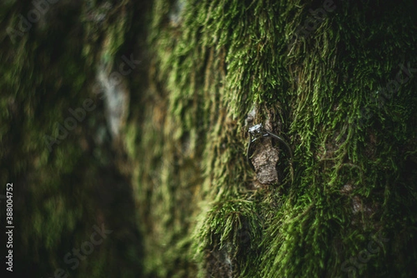 Obraz tree in the forest ring