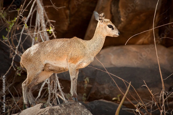 Obraz Klipspringer (Oreotragus) on a rock