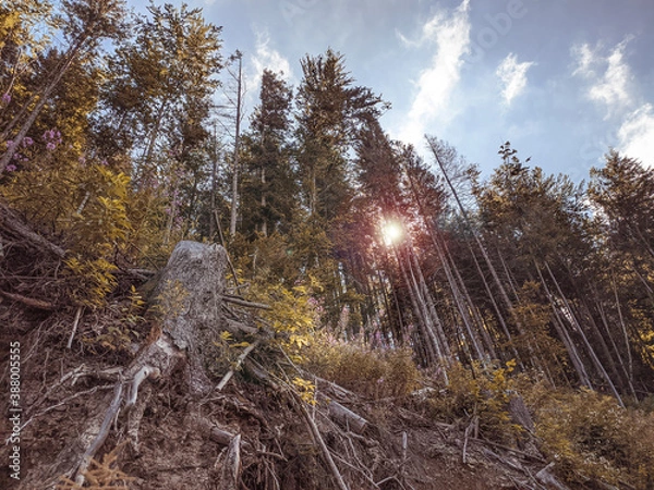 Obraz forest in autumn