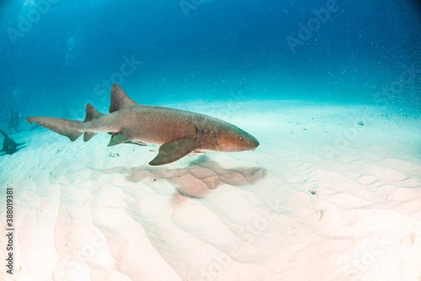 Obraz Nurse shark at the Bahamas