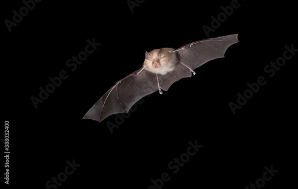 Obraz Podkowiec mały, Rhinolophus hipposideros