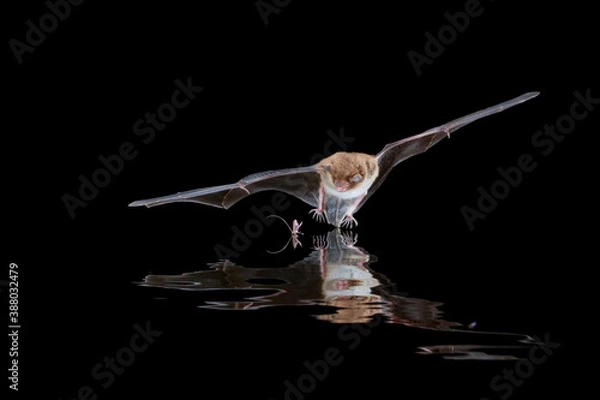 Obraz Watervleermuis, Daubentons bat, Myotis daubentonii