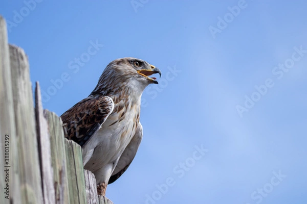 Obraz red tailed hawk